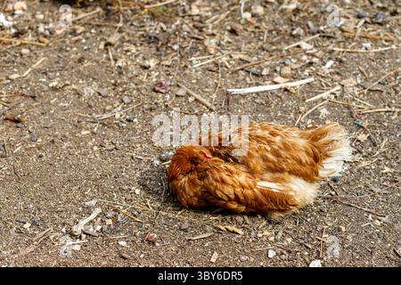 Una gallina marrone è annidata su sporco e ramoscelli, piume arricciate. Lo sfondo è sporco e piccoli frammenti di detriti. Foto Stock