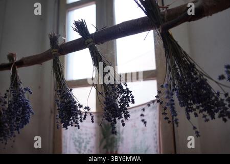 Pacchetti di lavanda secca appesi a una finestra - arredamento rustico per la casa Foto Stock