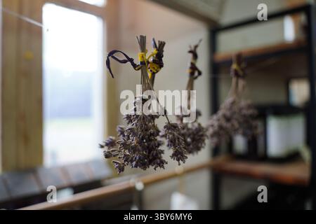 Pacchetti di lavanda secca appesi a una finestra - arredamento rustico per la casa Foto Stock