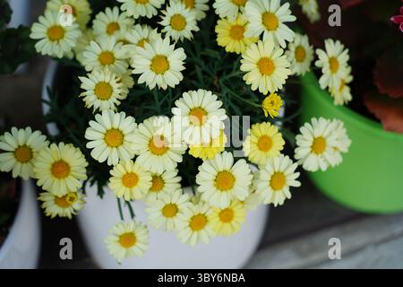 Margherite bianche in un vaso bianco Un allegro display floreale Foto Stock