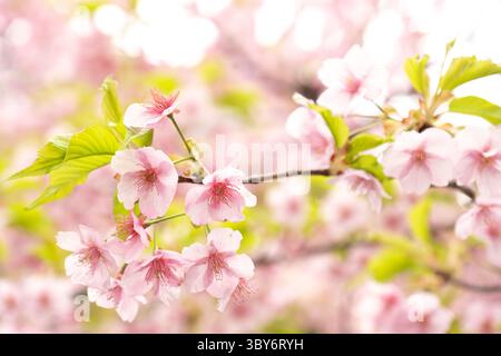 Primo piano dei fiori di ciliegio sakura in piena fioritura a Tokyo, Giappone. Foto Stock