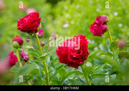 Paeonia Old Faithful in giardino. Primo piano Peony 'Old Faithful'. Doppio fiore di peonia rossa. Paeonia lactiflora (peonia cinese o peonia da giardino comune). Foto Stock