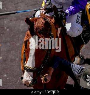 29 gennaio 2022, Hallandale Beach, Florida, Stati Uniti: Gennaio 29, 2022: scene della giornata della Coppa del mondo di Pegasus al Gulfstream Park di Hallandale Beach, Florida, il 29 gennaio 2022. Scott serio/Eclipse Sportswire/CSM(immagine di credito: &Copy; Scott seri/CSM tramite cavo ZUMA) Foto Stock