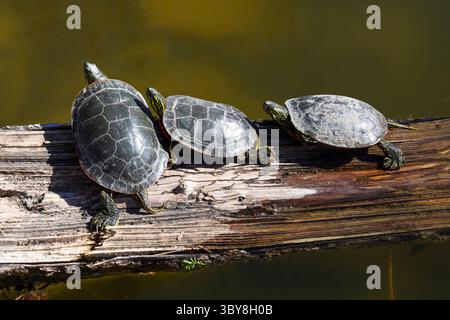 Primo piano di 3 tartarughe dipinte in stile occidentale che prendono il sole su un tronco, sul lato di uno stagno a Salmon Arm, British Columbia Foto Stock