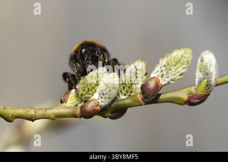 Buff tailed bumblebee (Bombus terrestris) insetti di api adulti che si nutrono della fioritura dell'albero di salice caprino in primavera, Inghilterra, Regno Unito Foto Stock