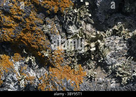 I primi licheni e le piante di una nuova vegetazione sul flusso lavico raffreddato a Mancha Blanca Foto Stock