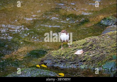 Un tuffo eurasiatico sulle rocce nel fiume Barle vicino a Marsh Bridge, Dulverton, Inghilterra, Regno Unito, parte dell'Exmoor National Park nel Somerset. Foto Stock