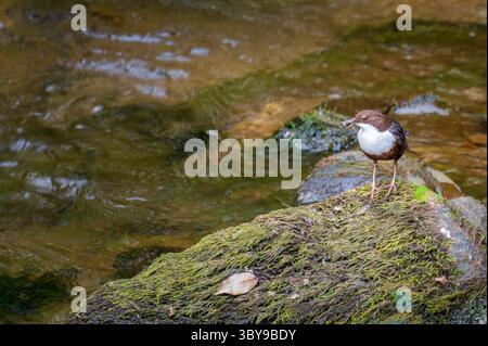 Un tuffo eurasiatico sulle rocce nel fiume Barle vicino a Marsh Bridge, Dulverton, Inghilterra, Regno Unito, parte dell'Exmoor National Park nel Somerset. Foto Stock