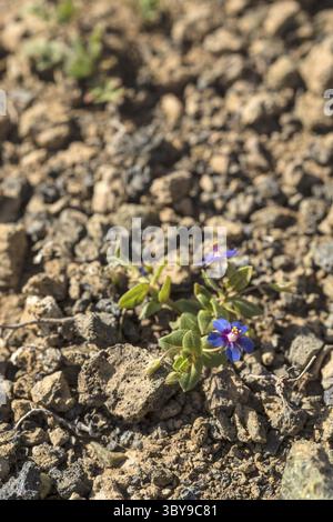 I primi licheni e le piante di una nuova vegetazione sul flusso lavico raffreddato a Mancha Blanca Foto Stock
