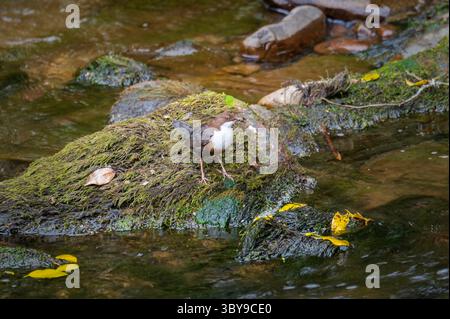 Un tuffo eurasiatico sulle rocce nel fiume Barle vicino a Marsh Bridge, Dulverton, Inghilterra, Regno Unito, parte dell'Exmoor National Park nel Somerset. Foto Stock
