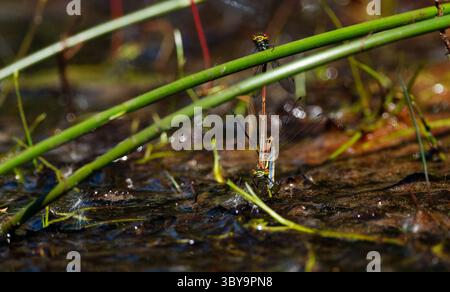 Macrofotografia di grandi Damselflies rosse che si accoppiano e depongono le uova in un torrente fangoso di bassa acqua nel New Forest Hampshire, Inghilterra. Foto Stock