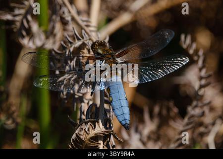 Blue (male), insettice di dragonfly, insetto dal corpo ampio, Libellula Depress si trova sul fiore di gorse nel New Forest, Hampshire, Inghilterra. Foto Stock