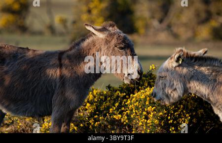 Due asini selvaggi della New Forest che mangiano cespugli gialli in fiore a Platford Common nel New Forest Hampshire in Inghilterra in estate. Foto Stock