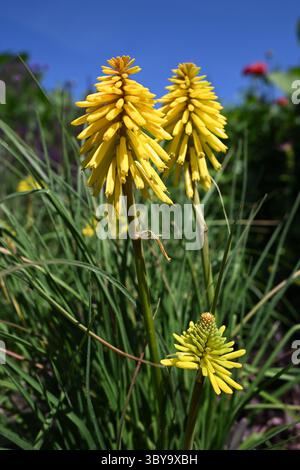 Fiore estivo giallo brillante di poker rosso-caldo, Kniphofia Banana Popsicle UK Garden luglio Foto Stock