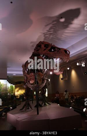 Una vista di uno scheletro fossilizzato di Tyrannosaurus Rex di nome sue in mostra al Field Museum di Chicago, Illinois, USA Foto Stock