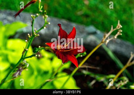 Orange daylily Hemerocallis fulva Foto Stock