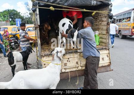 7 luglio 2022, Kolkata, India: I venditori scaricano bestiame in vendita in un mercato temporaneo davanti a Eid-UL-Adha a Kolkata , India , il 7 luglio 2022 (Credit Image: © Debarchan Chatterjee/ZUMA Press Wire) Foto Stock