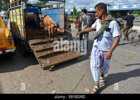 7 luglio 2022, Kolkata, India: I venditori scaricano bestiame in vendita in un mercato temporaneo davanti a Eid-UL-Adha a Kolkata , India , il 7 luglio 2022 (Credit Image: © Debarchan Chatterjee/ZUMA Press Wire) Foto Stock