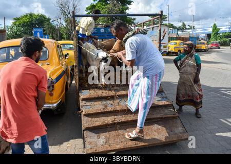 7 luglio 2022, Kolkata, India: I venditori scaricano bestiame in vendita in un mercato temporaneo davanti a Eid-UL-Adha a Kolkata , India , il 7 luglio 2022 (Credit Image: © Debarchan Chatterjee/ZUMA Press Wire) Foto Stock