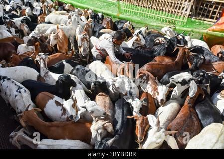 7 luglio 2022, Kolkata, India: Un ragazzo viene visto tra una mandria di capre in un mercato di bestiame a Kolkata , India , il 7 luglio 2022 (Credit Image: © Debarchan Chatterjee/ZUMA Press Wire) Foto Stock