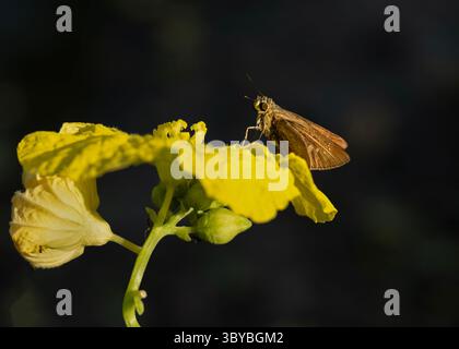 Una farfalla bruna dello skipper poggia delicatamente sui vivaci petali gialli di un fiore, Foto Stock