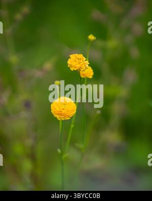 Ranunculus acris Flore Pleno. Vista ravvicinata dei fiori gialli di Ranunculus acris 'Flore Pleno' nel giardino. Doppio Meadow Buttercup Foto Stock