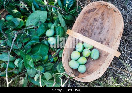 Raccogliere le prugne verdi non mature da un ramo caduto dal peso della frutta. Può essere cucinato con zucchero extra. Foto Stock