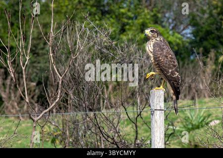 Primo piano di un rapace Chimango Caracara o chimango o tiuque (Milvago chimango) della famiglia Falconidae seduto sul palo di una recinzione cablata wi-fi Foto Stock