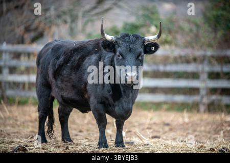 30 novembre 2021, Woodbine, Maryland, Stati Uniti: Toro Dexter Cattle (immagine di credito: © Edwin Remsberg/VW Pics via ZUMA Press Wire) Foto Stock