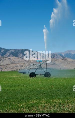 Sistema di irrigazione a perno centrale nel campo dell'erba medica nell'Idaho centro-meridionale Foto Stock