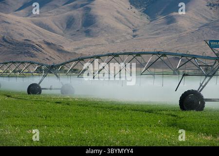 Sistema di irrigazione a perno centrale nel campo dell'erba medica nell'Idaho centro-meridionale Foto Stock