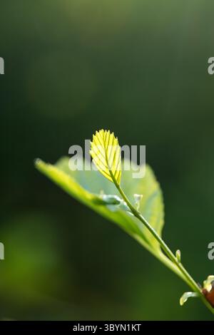 primo piano in foglia di faggio fresco primaverile sul ramo con sfondo scuro e spazio di copia in verticale Foto Stock