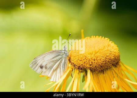 Farfalla di cavolo bianco (Pieris brassicae) seduta di fiori gialli mangiando con sfondo sfocato e spazio per copie Foto Stock