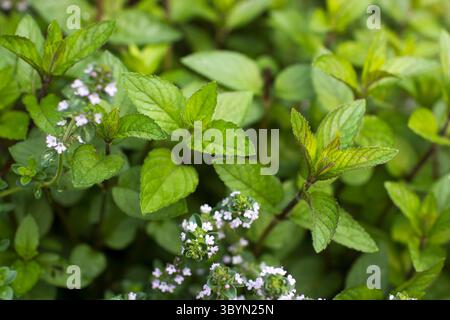 Pianta di menta coltivata nel giardino - da vicino Foto Stock