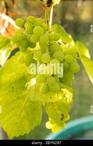 grappolo di uva verde pronto per essere mangiato, uva dolce sulla vite Foto Stock