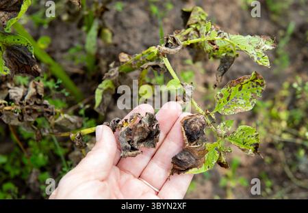 Mano di donna che mostra foglie di patate danneggiate. Phytophthora infestans tardivo soffrire di patate. Una malattia pericolosa sta distruggendo il raccolto di patate in estate. Foto Stock