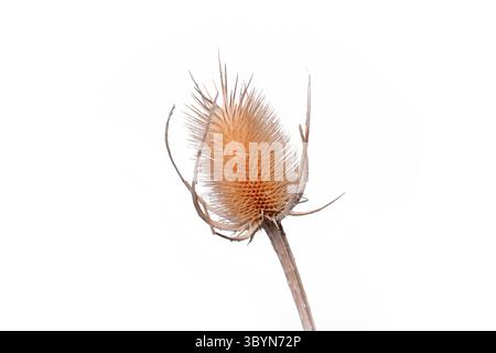 Secchi fiori di cardo di Cirsium plume su sfondo bianco Foto Stock