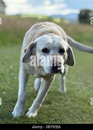 Labrador in esecuzione Foto Stock