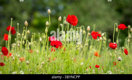 Sfondo papavero. Papavero a testa lunga o blindeyes (Papaver dubium), fiori rossi delicati. Sfondo floreale, design della copertina. Foto Stock
