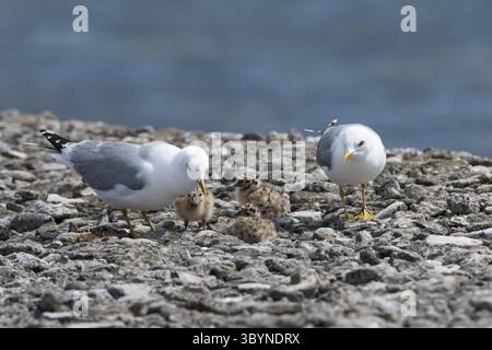 Sturmmöwe, Paar, Pärchen mit Küken, Sturm-Möwe, Möwe, Sturmmöve, Sturm-Möve, Möwen, Larus canus, mew Gull, gabbiano comune, sea mew, coppia, giovane, chic Foto Stock
