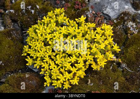 Scharfer Mauerpfeffer, Mauerpfeffer, Sedum acre, Stonecrop, Wall Pepper, Orpin âcre, Poivre des murailles Foto Stock