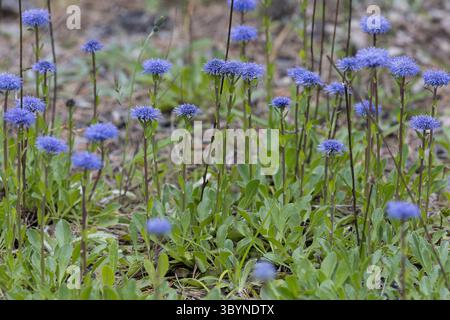 Gewöhnliche Kugelblume, Schwedische Kugelblume, Feld-Kugelblume, Kugelblume, Globularia vulgaris, margherita del globo Foto Stock