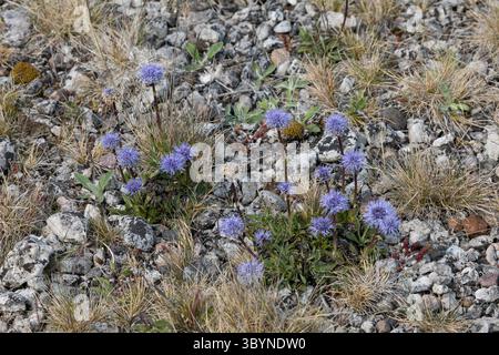 Gewöhnliche Kugelblume, Schwedische Kugelblume, Feld-Kugelblume, Kugelblume, Globularia vulgaris, margherita del globo Foto Stock