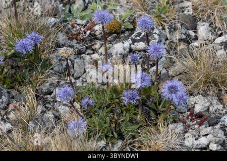 Gewöhnliche Kugelblume, Schwedische Kugelblume, Feld-Kugelblume, Kugelblume, Globularia vulgaris, margherita del globo Foto Stock