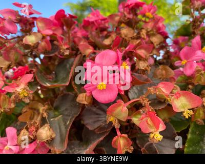 Foto ravvicinata di un gruppo di vivaci fiori rosa di begonia e del loro fogliame, visti da un angolo leggermente verso l'alto contro un cielo luminoso. Foto Stock