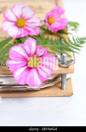 Prepararsi a conservare i fiori e le felci del Cosmos in un frantoio. Striscia di caramelle COSMOS bipinnatus. Foto Stock