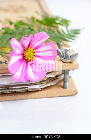 Prepararsi a conservare i fiori e le felci del Cosmos in un frantoio. Striscia di caramelle COSMOS bipinnatus. Foto Stock