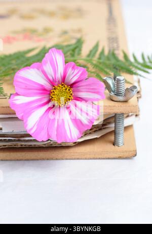 Prepararsi a conservare i fiori e le felci del Cosmos in un frantoio. Striscia di caramelle COSMOS bipinnatus. Foto Stock
