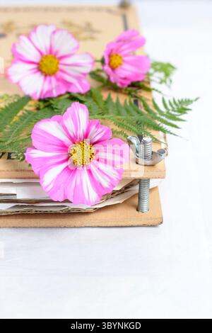 Prepararsi a conservare i fiori e le felci del Cosmos in un frantoio. Striscia di caramelle COSMOS bipinnatus. Foto Stock