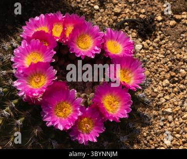 I fiori di cactus rosa con un centro giallo formano la forma di un cuore sulla cima di un cactus. Si tratta di un'immagine ravvicinata dai colori terrosi. Foto Stock